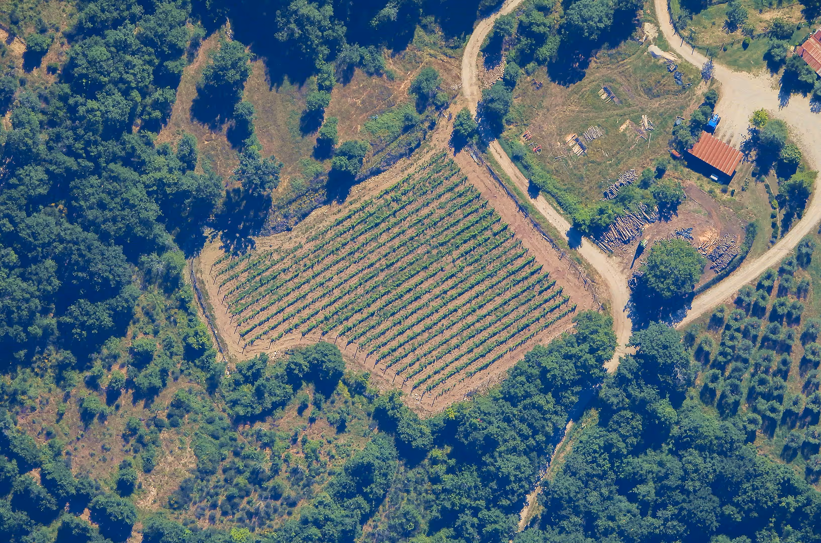 Aerial view of a vineyard surrounded by forest and dirt roads, captured from a Stratostats® high-altitude platform. Neatly aligned crop rows and nearby farm structures are visible.
